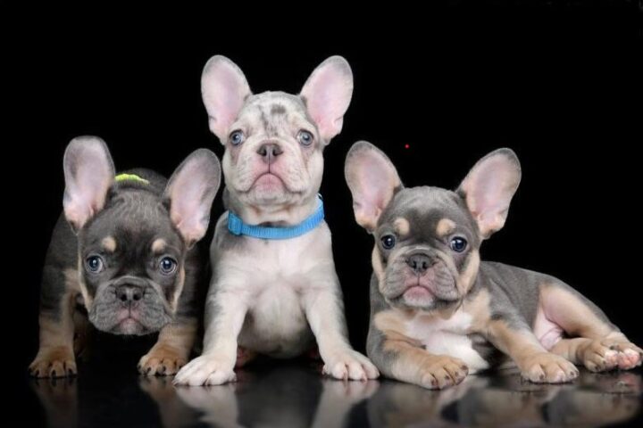 Small Dog Breeds