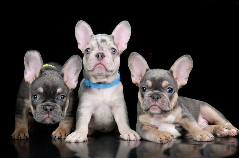Small Dog Breeds
